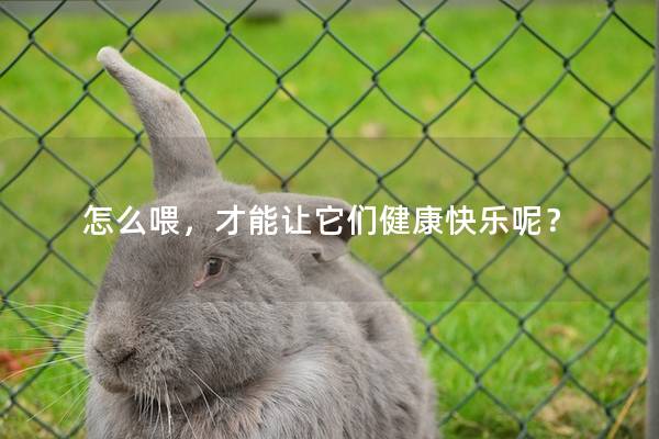 怎么喂，才能让它们健康快乐呢？
