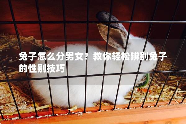 兔子怎么分男女？教你轻松辨别兔子的性别技巧
