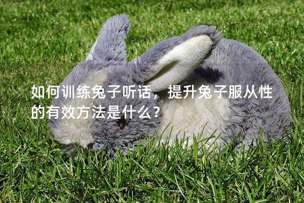 如何训练兔子听话，提升兔子服从性的有效方法是什么？