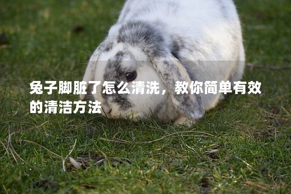兔子脚脏了怎么清洗，教你简单有效的清洁方法