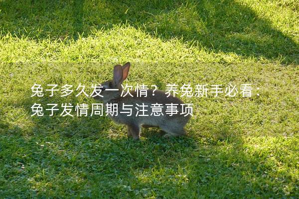 兔子多久发一次情？养兔新手必看：兔子发情周期与注意事项