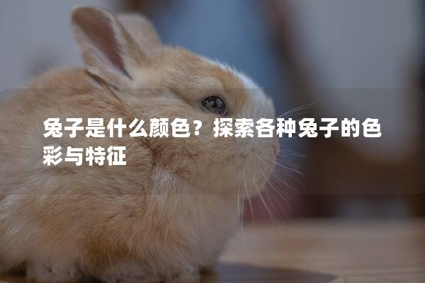 兔子是什么颜色？探索各种兔子的色彩与特征