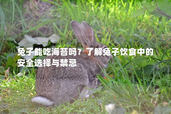 兔子能吃海苔吗？了解兔子饮食中的安全选择与禁忌