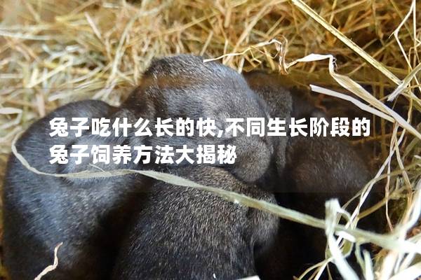 兔子吃什么长的快,不同生长阶段的兔子饲养方法大揭秘