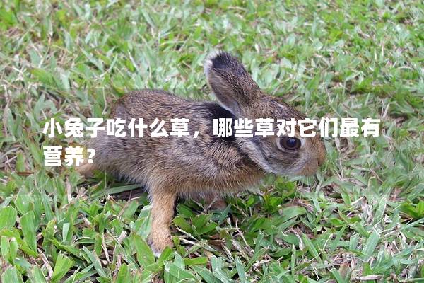 小兔子吃什么草，哪些草对它们最有营养？