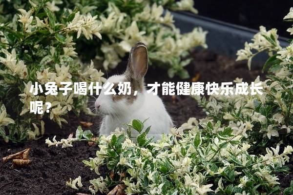 小兔子喝什么奶，才能健康快乐成长呢？