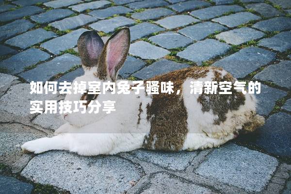 如何去掉室内兔子骚味，清新空气的实用技巧分享
