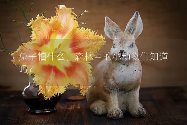 兔子怕什么，森林中的小动物们知道吗？
