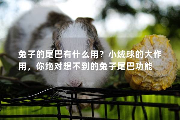 兔子的尾巴有什么用？小绒球的大作用，你绝对想不到的兔子尾巴功能