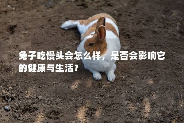 兔子吃馒头会怎么样，是否会影响它的健康与生活？