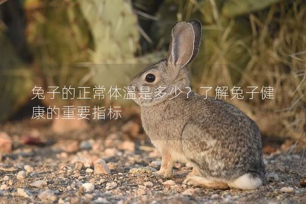 兔子的正常体温是多少？了解兔子健康的重要指标
