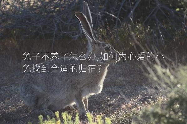 兔子不养了怎么办,如何为心爱的小兔找到合适的归宿？