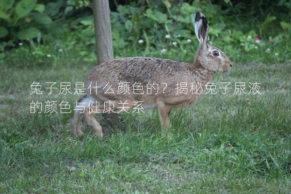 兔子尿是什么颜色的？揭秘兔子尿液的颜色与健康关系