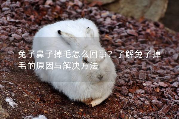 兔子鼻子掉毛怎么回事？了解兔子掉毛的原因与解决方法