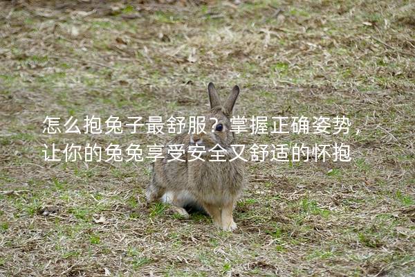 怎么抱兔子最舒服？掌握正确姿势，让你的兔兔享受安全又舒适的怀抱