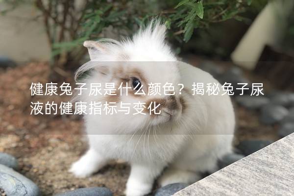 健康兔子尿是什么颜色？揭秘兔子尿液的健康指标与变化