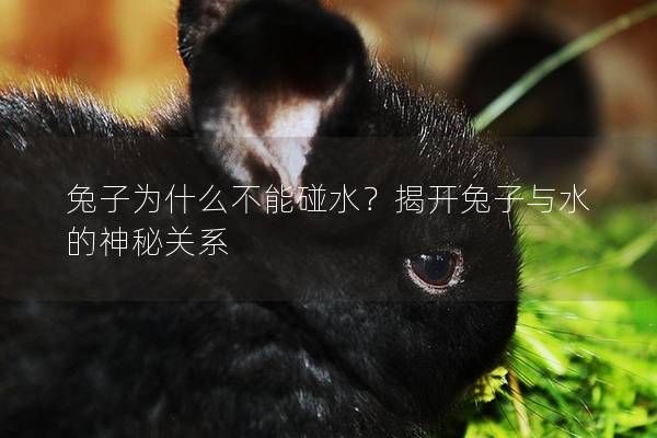 兔子为什么不能碰水？揭开兔子与水的神秘关系
