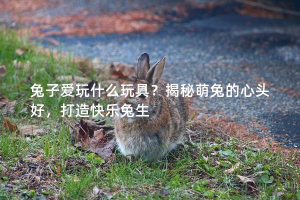 兔子爱玩什么玩具？揭秘萌兔的心头好，打造快乐兔生