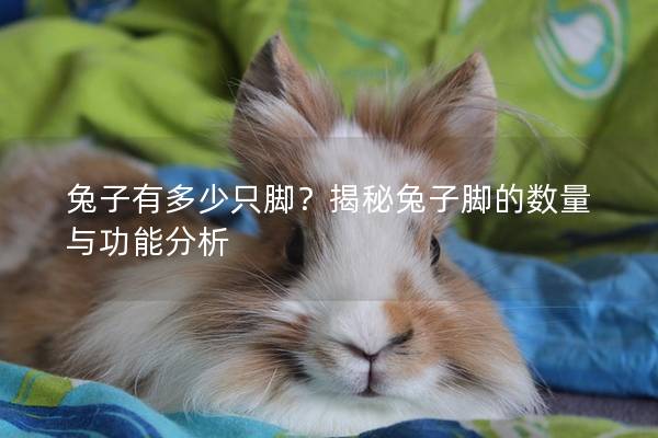 兔子有多少只脚？揭秘兔子脚的数量与功能分析