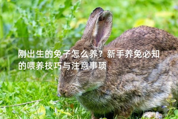 刚出生的兔子怎么养？新手养兔必知的喂养技巧与注意事项