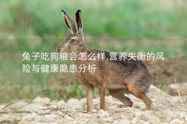 兔子吃狗粮会怎么样,营养失衡的风险与健康隐患分析