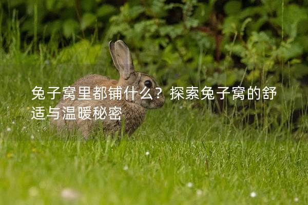 兔子窝里都铺什么？探索兔子窝的舒适与温暖秘密