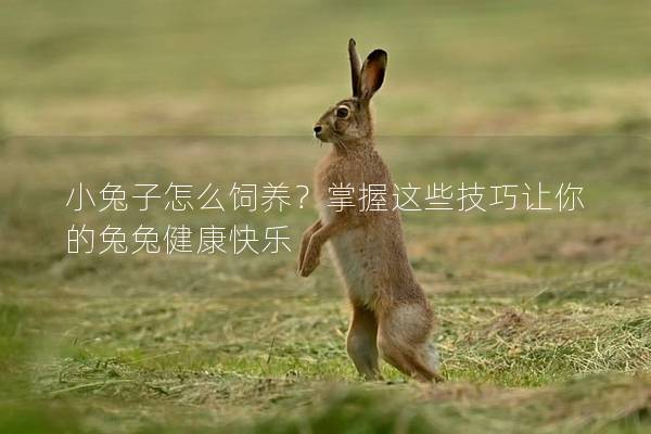 小兔子怎么饲养？掌握这些技巧让你的兔兔健康快乐
