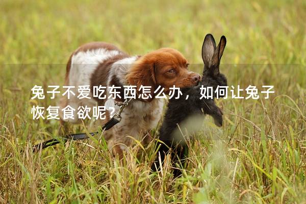 兔子不爱吃东西怎么办，如何让兔子恢复食欲呢？