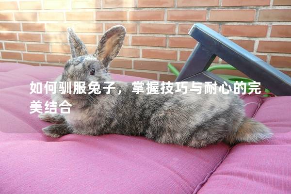 如何驯服兔子，掌握技巧与耐心的完美结合