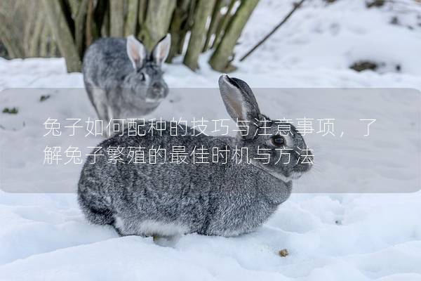 兔子如何配种的技巧与注意事项，了解兔子繁殖的最佳时机与方法
