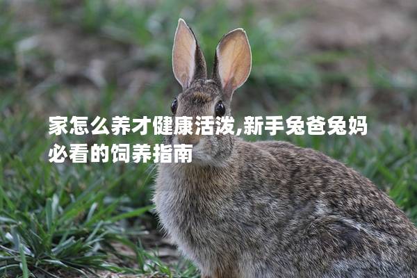 家怎么养才健康活泼,新手兔爸兔妈必看的饲养指南