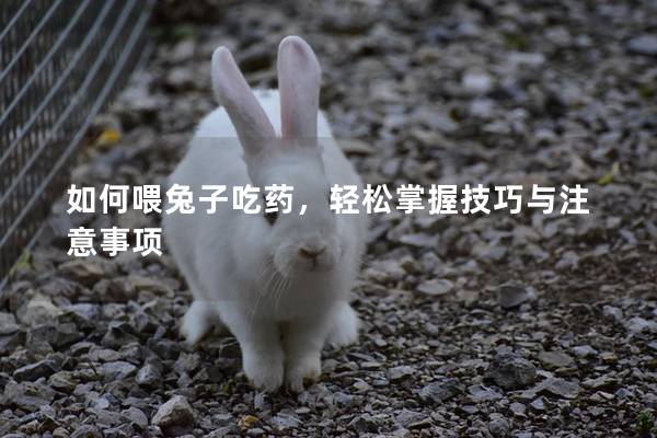 如何喂兔子吃药，轻松掌握技巧与注意事项