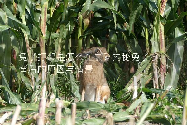 兔子打架是怎么回事？揭秘兔子争斗背后的原因与情景