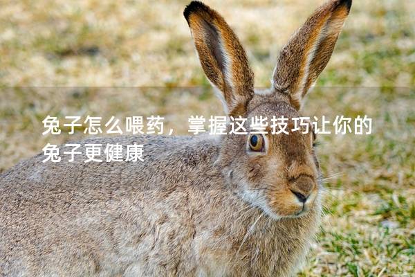 兔子怎么喂药，掌握这些技巧让你的兔子更健康