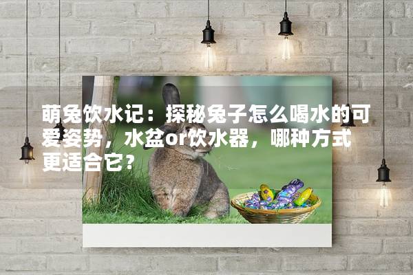 萌兔饮水记：探秘兔子怎么喝水的可爱姿势，水盆or饮水器，哪种方式更适合它？