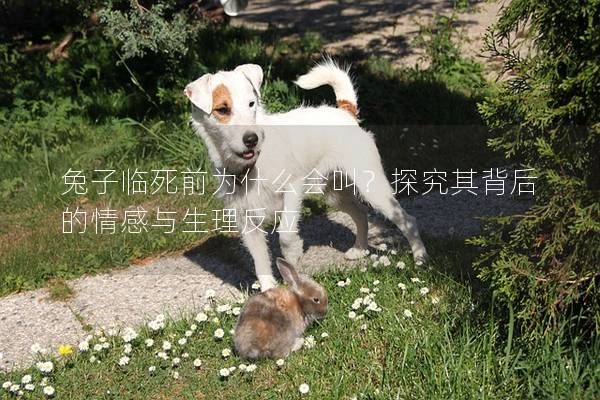 兔子临死前为什么会叫？探究其背后的情感与生理反应