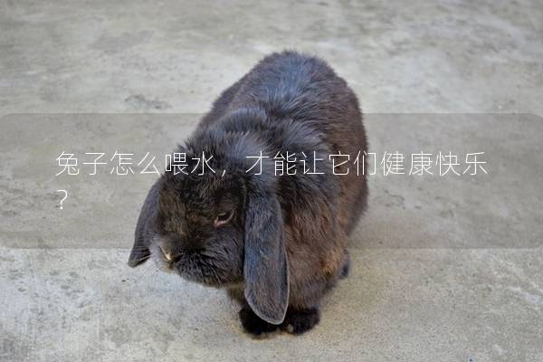 兔子怎么喂水，才能让它们健康快乐？