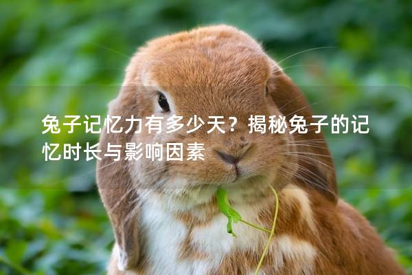 兔子记忆力有多少天？揭秘兔子的记忆时长与影响因素