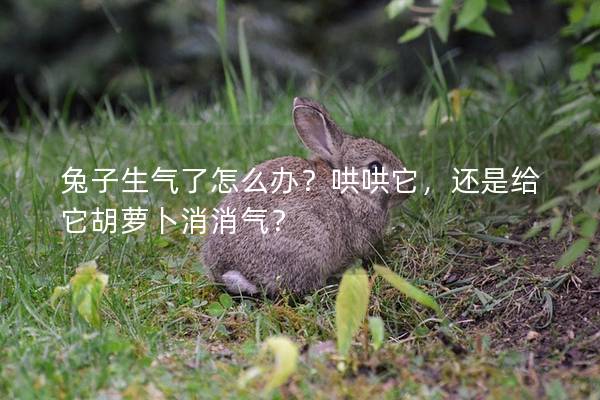兔子生气了怎么办？哄哄它，还是给它胡萝卜消消气？
