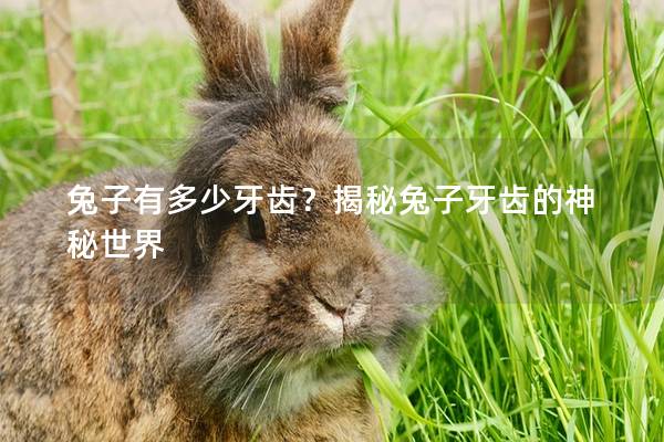 兔子有多少牙齿？揭秘兔子牙齿的神秘世界