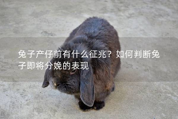 兔子产仔前有什么征兆？如何判断兔子即将分娩的表现