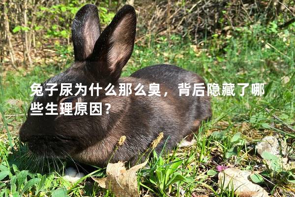 兔子尿为什么那么臭，背后隐藏了哪些生理原因？