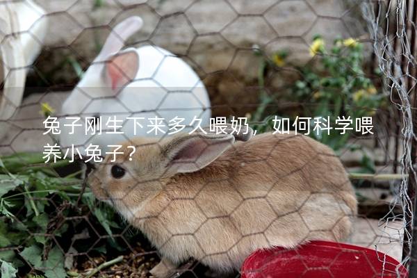 兔子刚生下来多久喂奶，如何科学喂养小兔子？