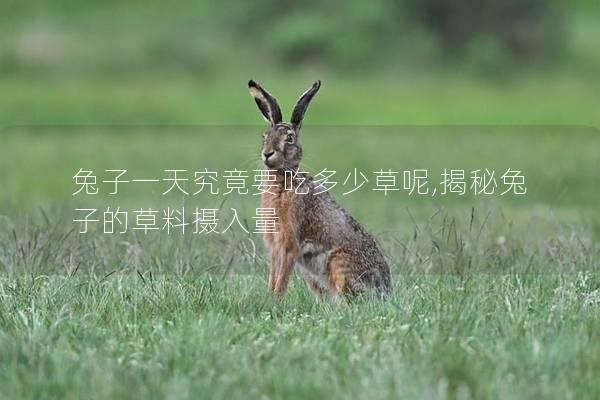 兔子一天究竟要吃多少草呢,揭秘兔子的草料摄入量