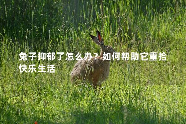 兔子抑郁了怎么办？如何帮助它重拾快乐生活