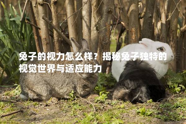 兔子的视力怎么样？揭秘兔子独特的视觉世界与适应能力