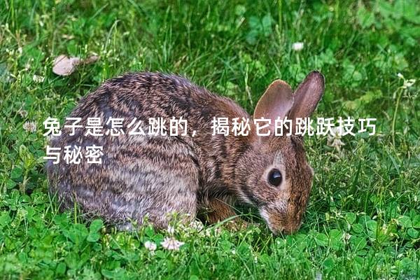 兔子是怎么跳的，揭秘它的跳跃技巧与秘密