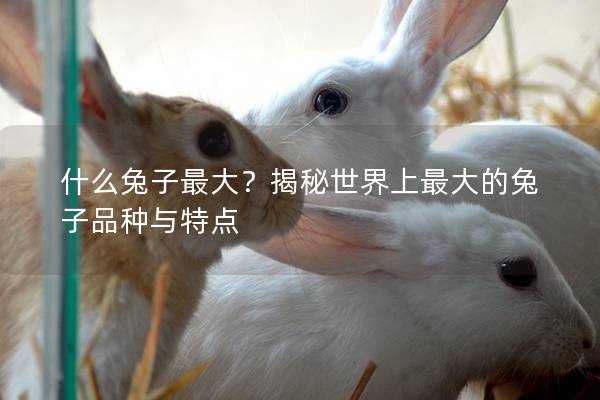 什么兔子最大？揭秘世界上最大的兔子品种与特点