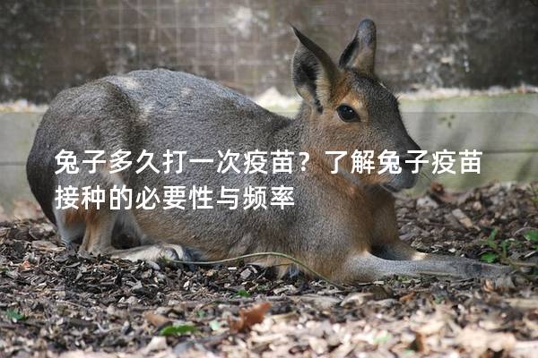 兔子多久打一次疫苗？了解兔子疫苗接种的必要性与频率