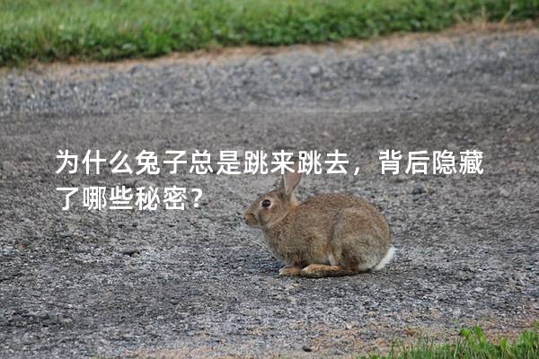 为什么兔子总是跳来跳去，背后隐藏了哪些秘密？